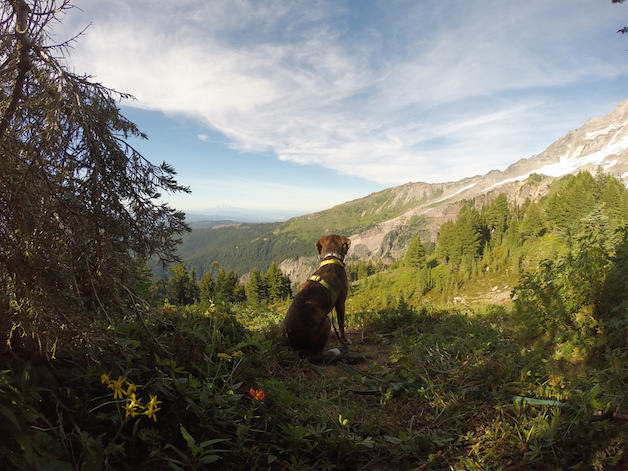 Oliver and I went backpacking mid-July on the Yocum Ridge trail up on Mount Hood. Being so close to the top of Mount Hood allowed us to soak in the tranquility of nature. The wildflowers were in bloom, the ice from the peak of the mountain was cracking, and the temperature was more than perfect. A perfect return to oneself. - Alex