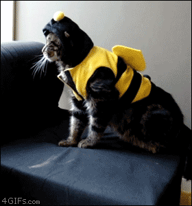 cat-down