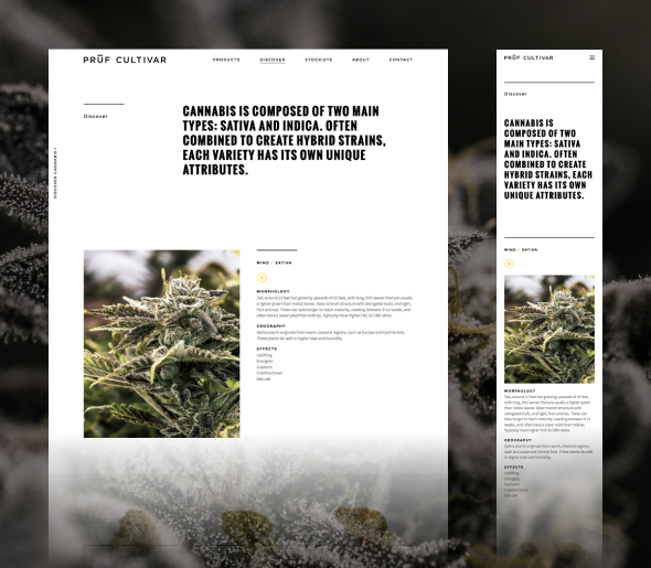 pruf cultivar cannabis website