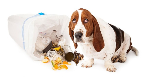 shameful dog next to spilled trash bag